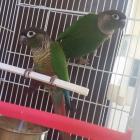 Chano y Chana
